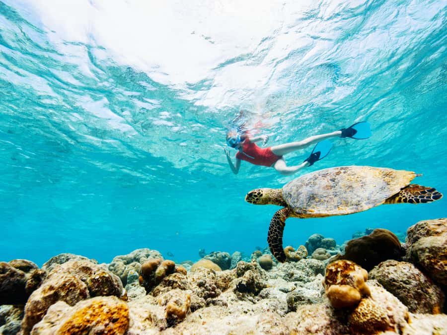 From Samui: Koh Tao and Nangyuan Snorkeling Tour Day Trip - Pickup, Pier Coffee, and a Start That Actually Works