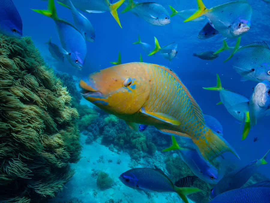 From Samui: Koh Tao and Nangyuan Snorkeling Tour Day Trip - Speedboat Versus Catamaran, and Why Your Choice Matters