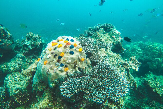 Full-Day Cruise of Koh Nang Yuan and Koh Tao From Koh Samui - Who this tour is best for (and who should rethink it)