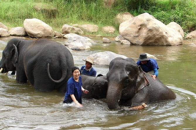 Full Day Elephant Bathing and Bamboo Rafting Tour in Chiang Mai - A Full-Day Jungle Plan That Actually Stacks Up