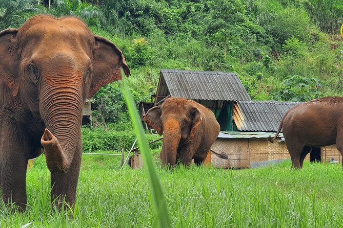 Full Day Experience at Ran-Tong Save & Rescue Elephant Centre - Key things to know before you go