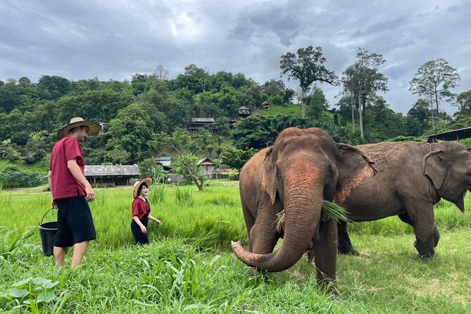 Full Day Experience at Ran-Tong Save & Rescue Elephant Centre - The long drive to Mae Taeng, and how the day stays human scale