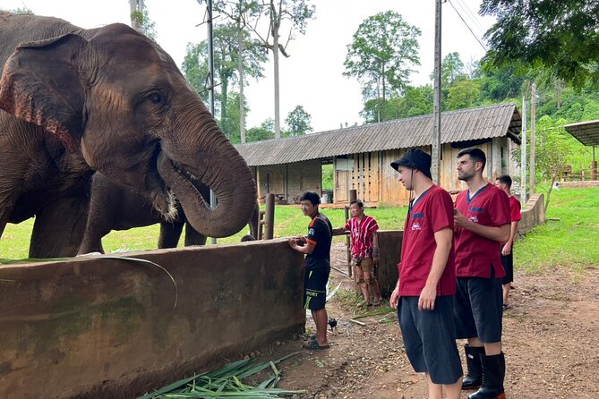 Full Day Experience at Ran-Tong Save & Rescue Elephant Centre - Lunch in the middle of it all, Thai food plus a breather