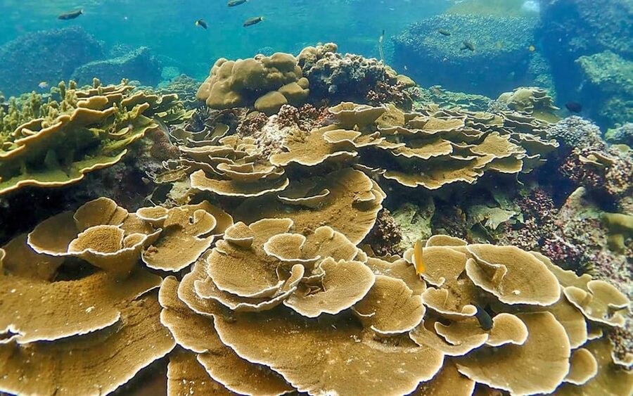 Full-Day Koh Lipe 5 points Snorkeling (East Zone) with Lunch - Stop-by-stop snorkeling: Koh Kra to Ao Mae Mai