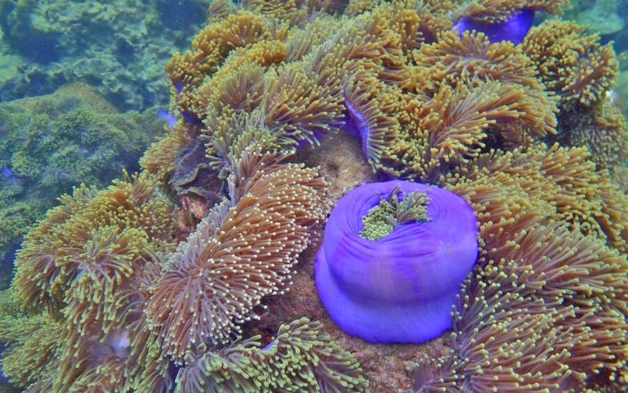 Full-Day Koh Lipe 5 points Snorkeling (East Zone) with Lunch - Is this truly guided, or more of a drop-off style day?