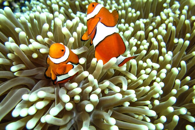 Full-Day Koh Lipe 7 Islands Snorkeling Experience with Lunch - Koh Phung and the 16:30 return: finish strong, then go back to shower