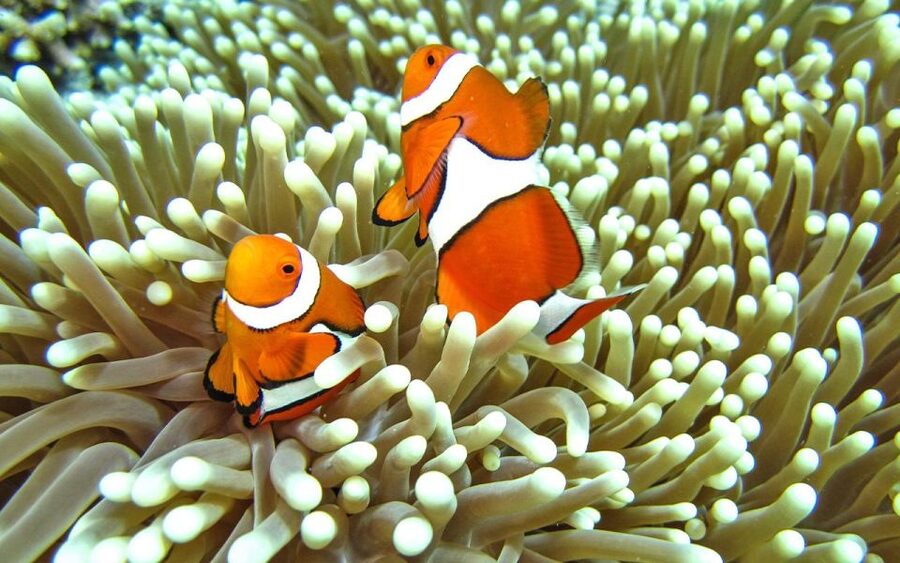 Full-Day Koh Lipe 7 points Snorkeling Experience with Lunch - Ao Kamnan: Hard Corals Including Fire Coral Types