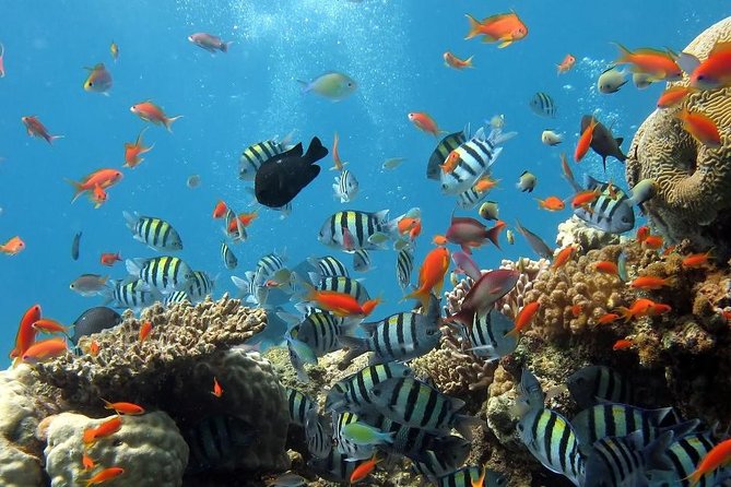 Full-Day Koh Phi Phi Scuba Diving Course from Phuket - Key Highlights You’ll Feel on the Day