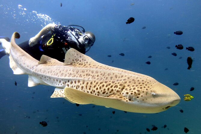 Full-Day Koh Phi Phi Scuba Diving Course from Phuket - Price and Logistics: What You Pay For, and Why It Adds Up
