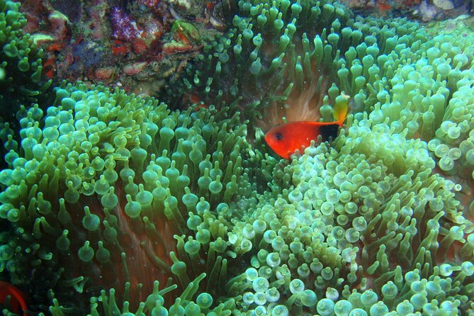 Full-Day Koh Phi Phi Scuba Diving Course from Phuket - The Big Picture Route: From Chalong Pier to Koh Phi Phi Waters
