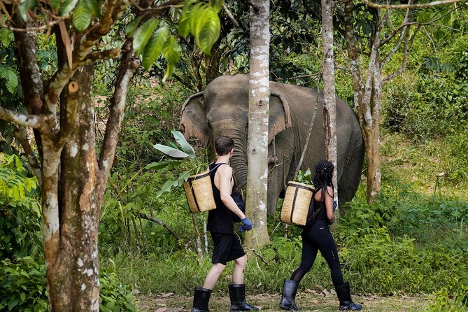 Full-Day Phuket Elephant Sanctuary Tour with Lunch and Dinner - Key highlights at a glance