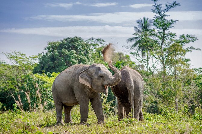 Full-Day Phuket Elephant Sanctuary Tour with Lunch and Dinner - Why This Phuket Elephant Sanctuary Tour Feels Different