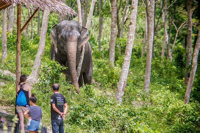 Full-Day Phuket Elephant Sanctuary Tour with Lunch and Dinner - Lunch Break: Vegetarian Thai Food That Keeps You Going