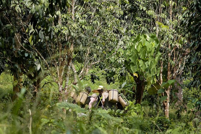 Full-Day Phuket Elephant Sanctuary Tour with Lunch and Dinner - Hands-On Supplemental Feeding Prep (Rice Balls, Bamboo, and More)
