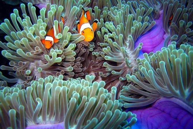 Full-Day Racha Noi and Racha Yai Snorkeling from Phuket - Marine life odds and what to look for without rushing