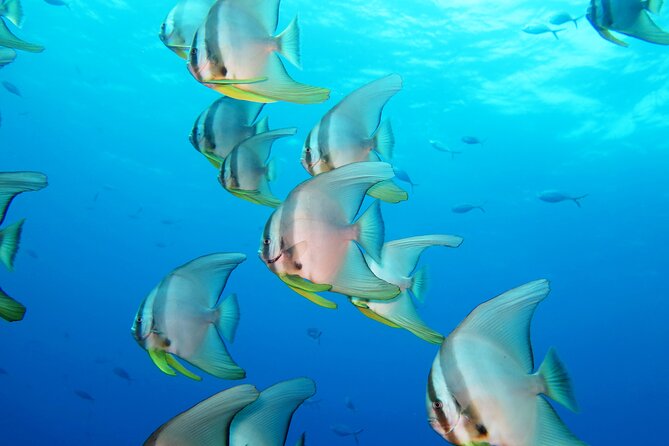 Full Day Snorkeling Course in Koh Chang with Lunch - What You Get to See: Fish, Coral, and a Chance at Sea Creatures