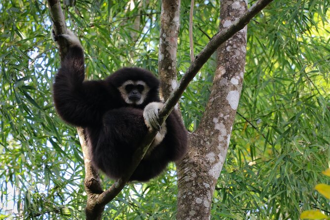 Full-Day Trekking and Sightseeing Tour in Mae Kampong - Value: $81.44 buys transport, guiding, and support