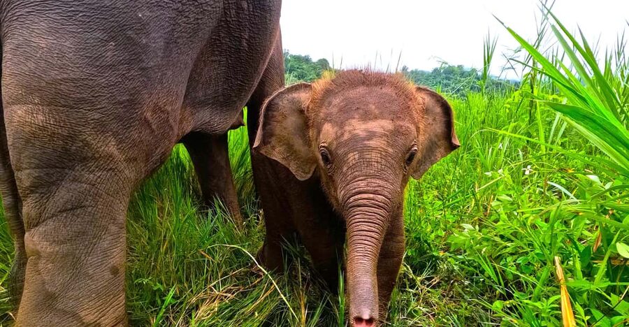 Full-day with CHIANGMAI ELEPHANT CARE and Sticky waterfall - Feeding close up, plus the herbal medicine ball activity