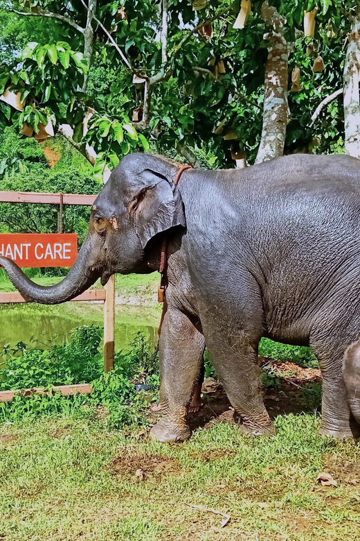 Full-day with CHIANGMAI ELEPHANT CARE and Sticky waterfall - Price and value: is $62 a good deal?