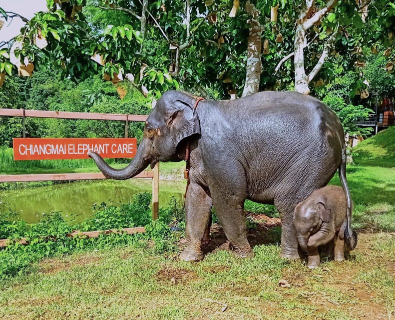 Full-day with CHIANGMAI ELEPHANT CARE and Sticky waterfall - Should you book CHIANGMAI ELEPHANT CARE and Sticky Waterfall?