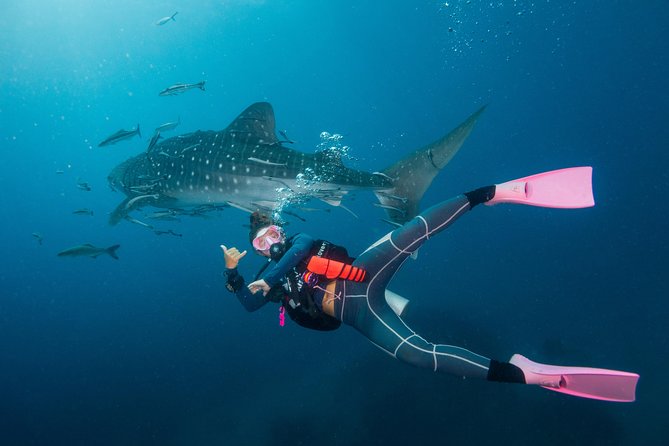 Fun Diving Packages (Certified Divers) - Underwater stops on Koh Tao, and what these named sites suggest