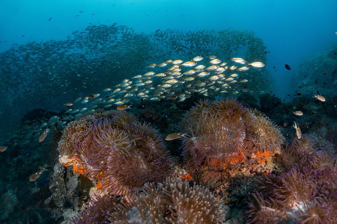 Fun Diving Packages (Certified Divers) - What gear rental and boat transfers really mean for your time