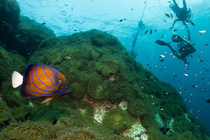 Fun Diving Packages (Certified Divers) - Group size and the pacing you should expect