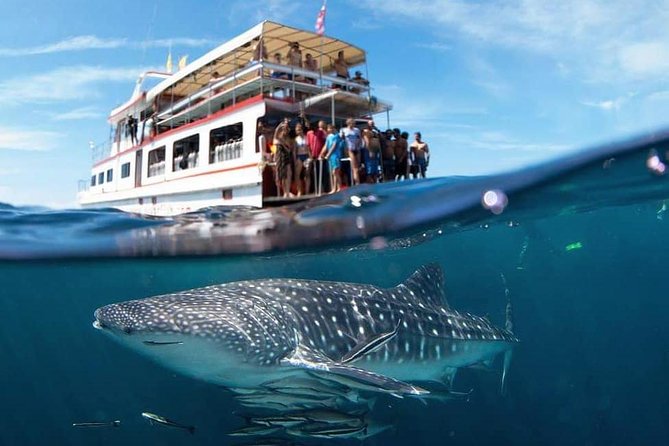 Fun Diving Safari Day Trip From Koh Lanta - Certified Divers - Key points to know before you go