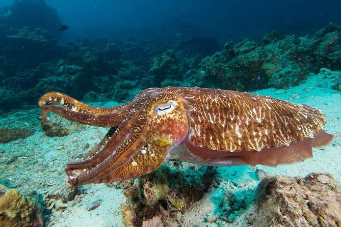 Fun Diving Safari Day Trip From Koh Lanta - Certified Divers - A smooth Koh Lanta day when you want the ocean without the hassle