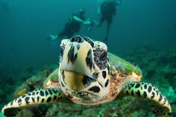 Fun Diving Safari Day Trip From Koh Lanta - Certified Divers - Gear hire, briefing, and how to make the most of your qualification