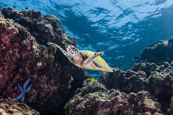 Fun Diving Safari Day Trip From Koh Lanta - Certified Divers - Underwater life you can realistically plan around