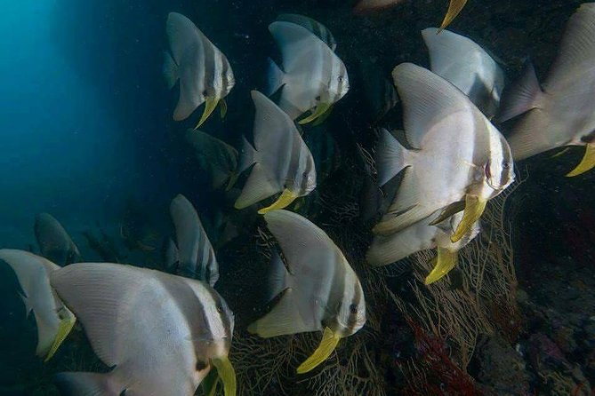 Fun Diving Safari Day Trip From Koh Lanta - Certified Divers - Snorkeling is not an afterthought here
