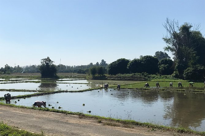 Half-day E-bike Countryside and rice paddies (flat land, GUIDED) - The food and water rhythm: what you get on morning vs afternoon rides