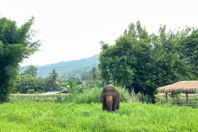 Half-Day Elephant Experience at Rantong - Walking with the elephants and bath time in their world