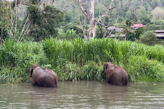 Half-Day Elephant Experience at Rantong - What you’ll eat: Thai food, fruit, and a proper break