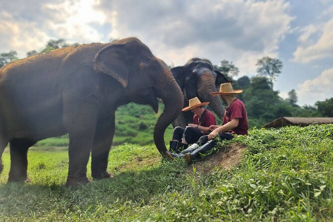 Half-Day Elephant Experience at Rantong - Price and logistics: is $58.70 good value?