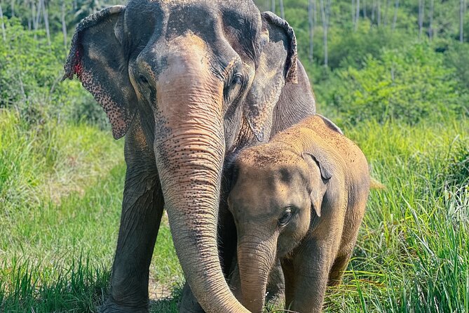 Half Day Elephant Home Sanctuary in Samui - Key things I’d bet on (before you go)