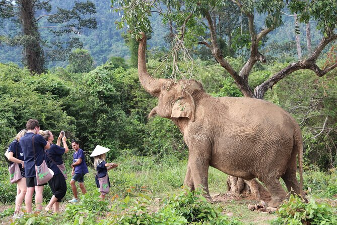 Half Day Elephant Home Sanctuary in Samui - Why Samui Elephant Home feels more like care than entertainment