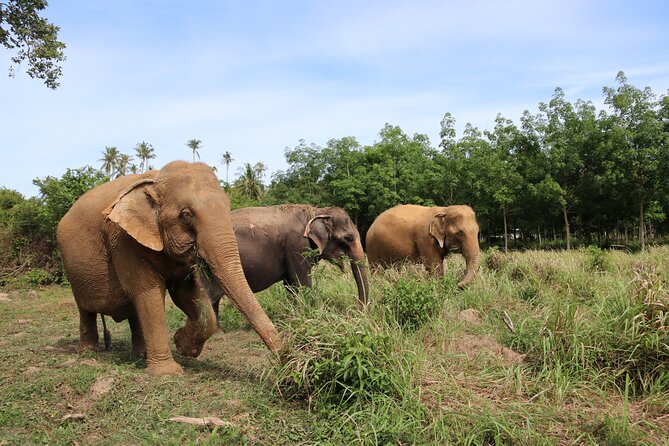 Half Day Elephant Home Sanctuary in Samui - Making vegetarian elephant food, then feeding them safely
