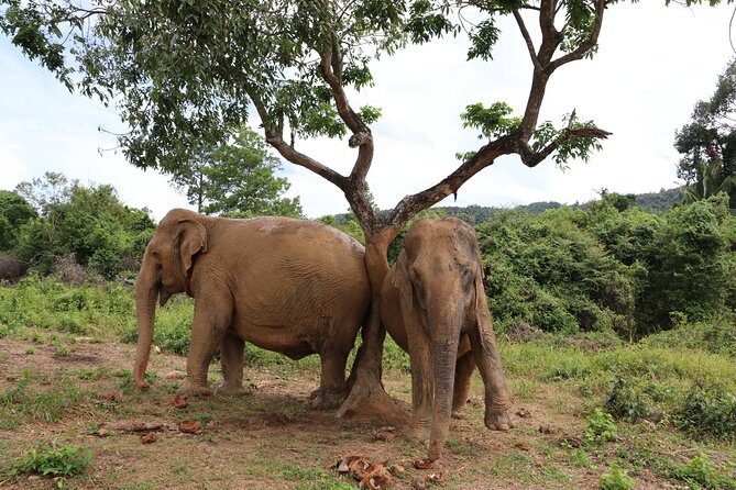 Half Day Elephant Home Sanctuary in Samui - Learning the elephants’ stories and how care works day to day