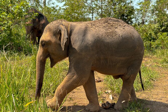 Half Day Elephant Home Sanctuary in Samui - Mud time and bathing with mahouts, up close but organized