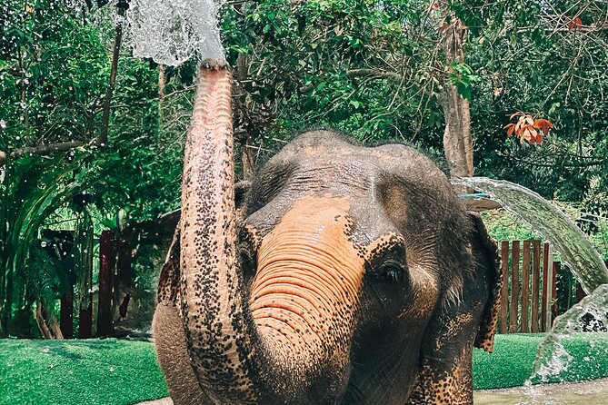Half Day Elephant Home Sanctuary in Samui - The vegetarian meal, drinks, and what happens at the end