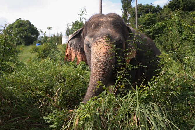 Half Day Elephant Home Sanctuary in Samui - How long this is, and how to plan your Koh Samui day