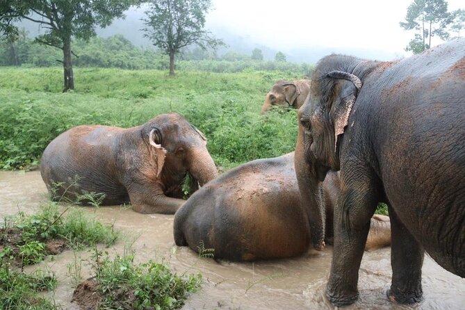 Half Day Elephant Home Sanctuary in Samui - The jungle sanctuary portion, where you actually watch elephants live