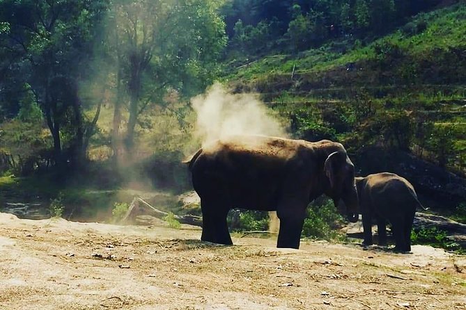 Half day Elephants in Nature Experience (Morning) - Time, Group Size, and What the Half-Day Really Feels Like