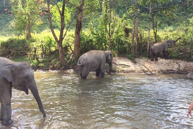 Half day Elephants in Nature Experience (Morning) - Who This Tour Is Best For in Chiang Mai