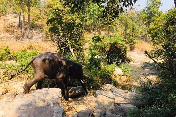 Half day Elephants in Nature Experience (Morning) - Hands-On Elephant Care, Feeding and Washing/Bathing
