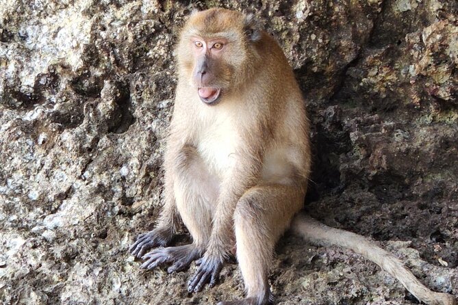 Half Day Kayaking Experience In Ao Thalane - Wildlife spotting: monkeys and birds in a real setting