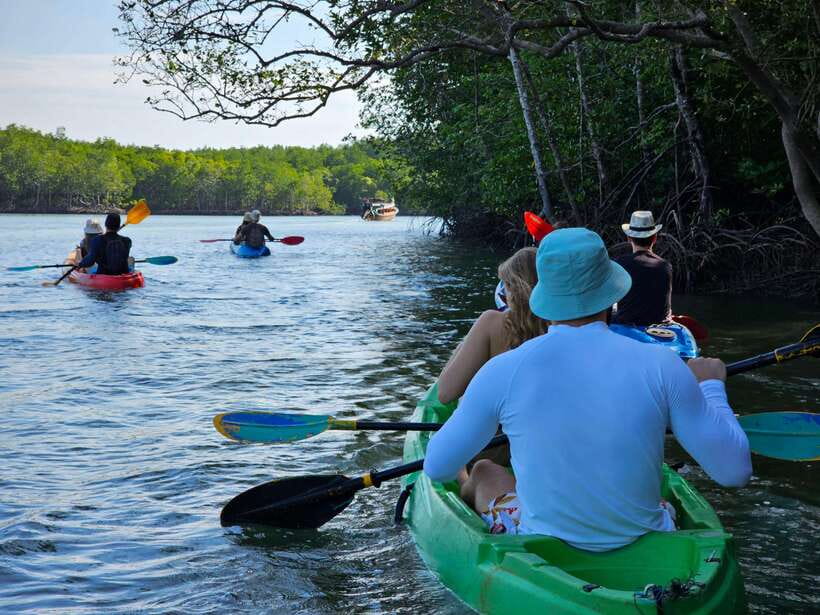 Half Day Mangrove Forest (Morning or Afternoon) - Mangrove Magic in 3 Hours, With a Real Sense of Nature