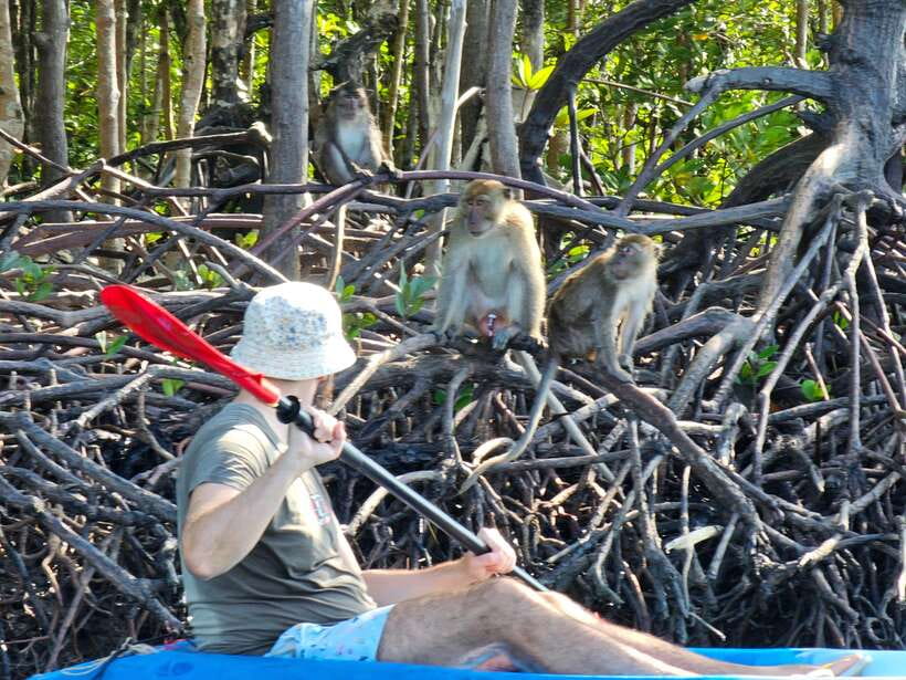 Half Day Mangrove Forest (Morning or Afternoon) - FAQ